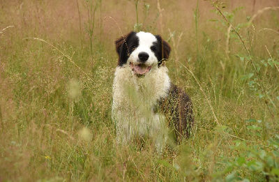 des Collines de Sagne - Border Collie - Portée née le 12/02/2024