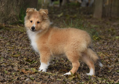 des Collines de Sagne - Shetland Sheepdog - Portée née le 09/07/2024