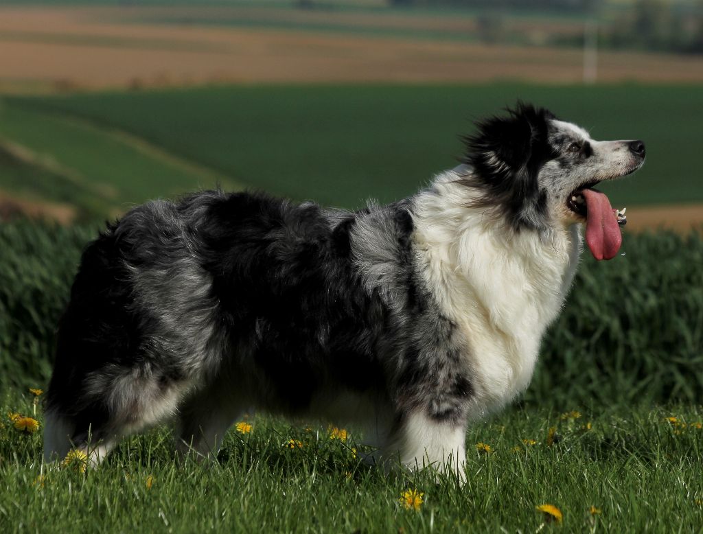 Muse des Collines de Sagne