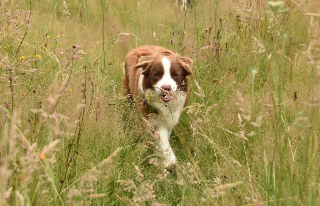 Ultra red folie des Collines de Sagne