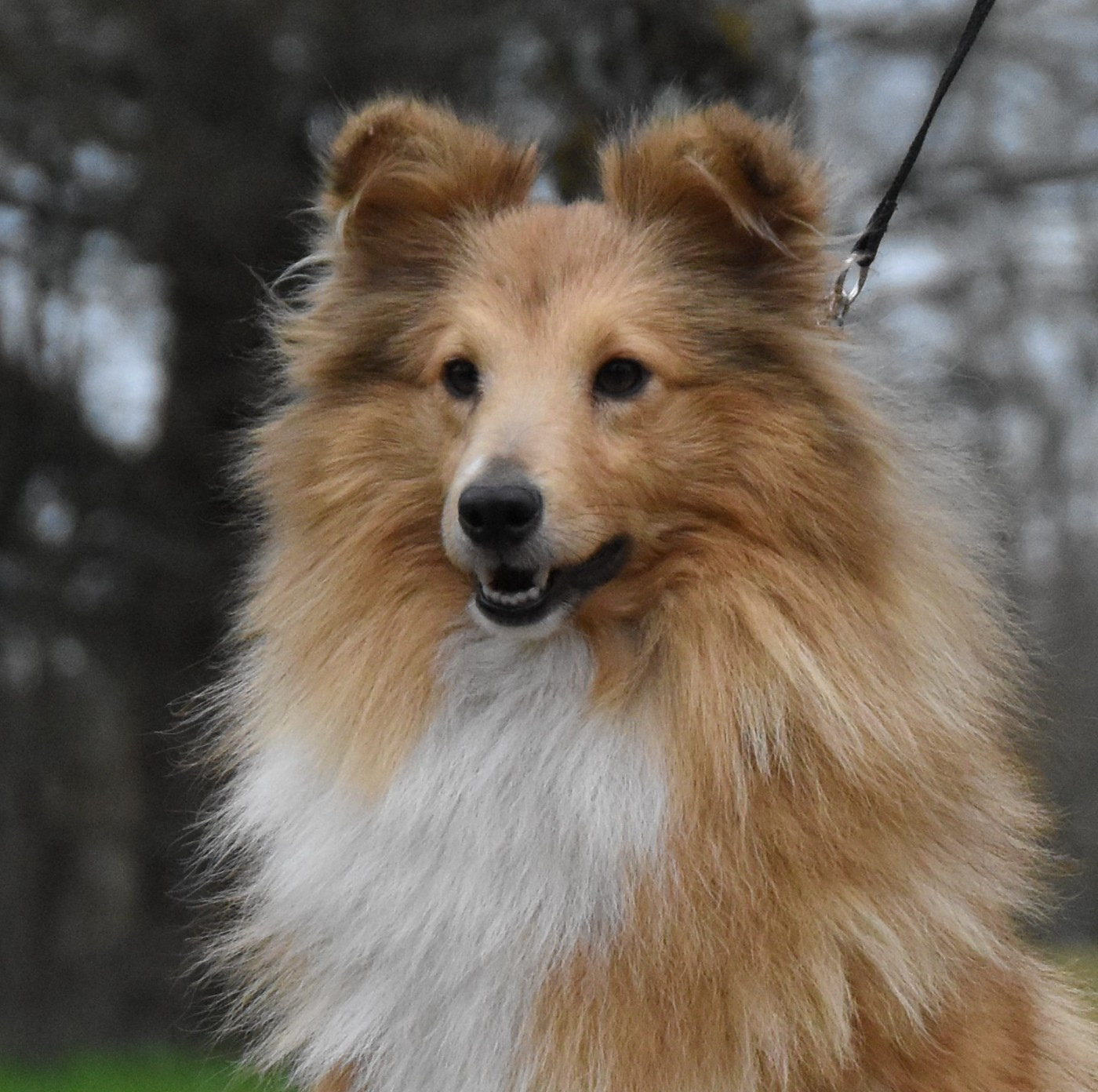 Uprising des Collines de Sagne