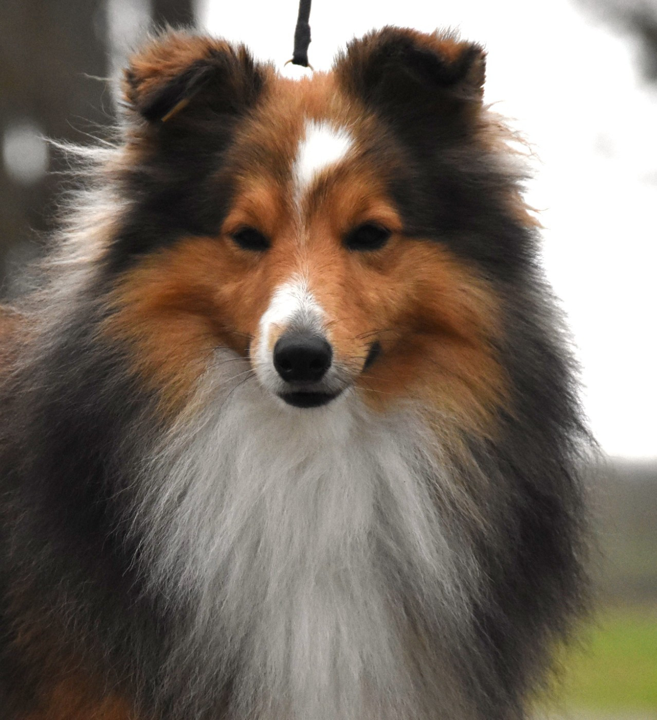 blue with Voice Of Love