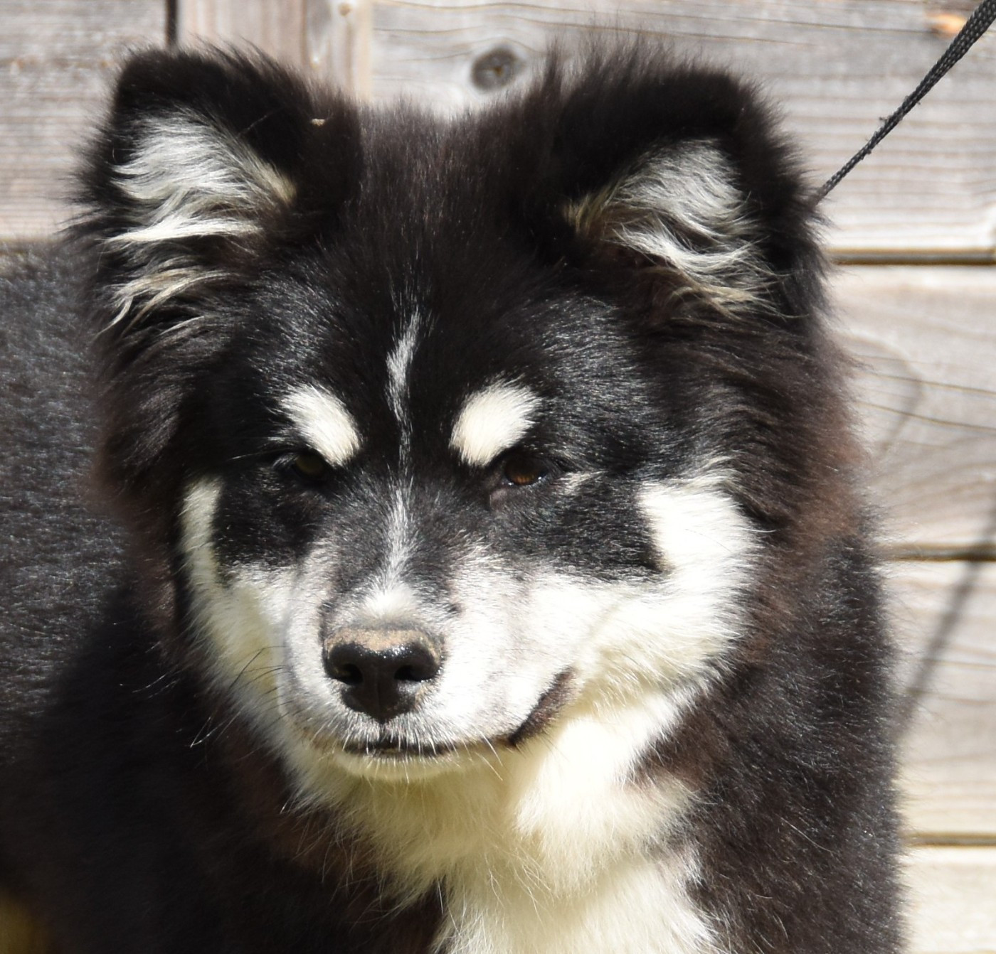 Voluptueux Fenris du pays de l'aurore boréale