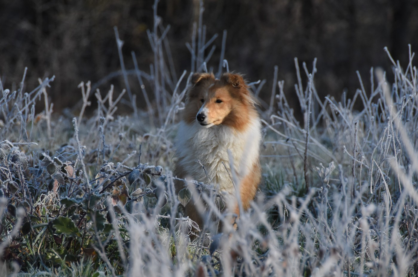 Uhlane des Collines de Sagne
