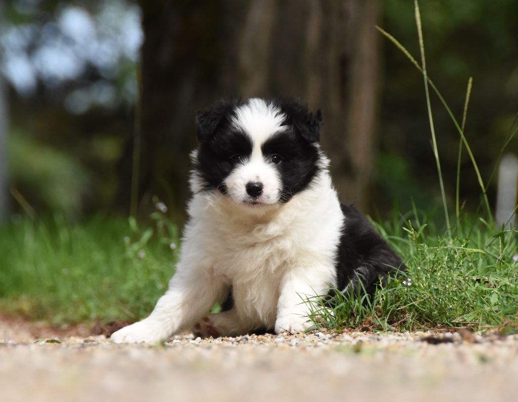 des Collines de Sagne - Chiots disponibles - Border Collie