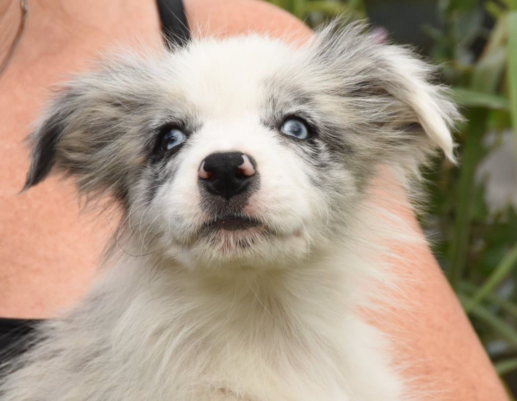des Collines de Sagne - Chiots disponibles - Border Collie