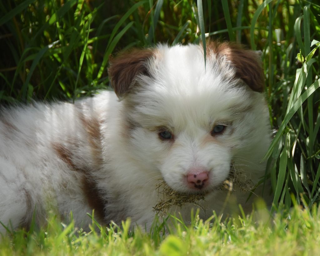 des Collines de Sagne - Chiots disponibles - Border Collie