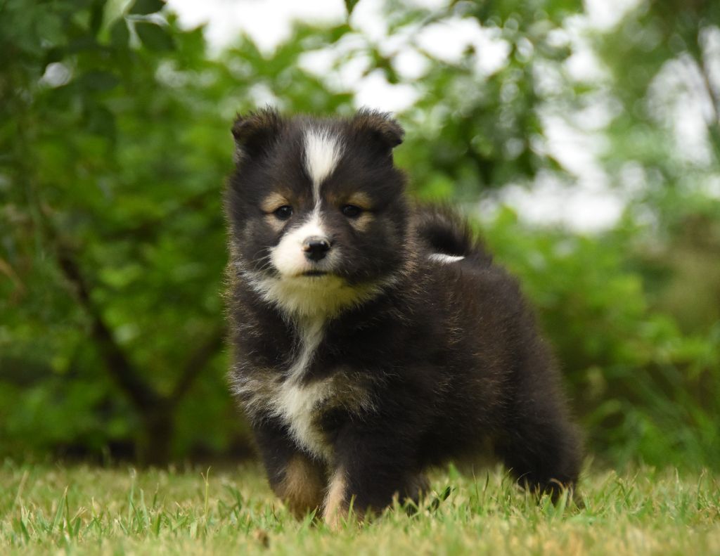 des Collines de Sagne - Chiots disponibles - Chien finnois de Laponie