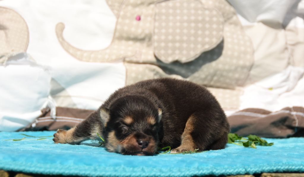 des Collines de Sagne - Chiots disponibles - Chien finnois de Laponie