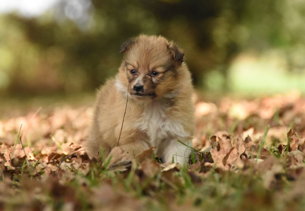 des Collines de Sagne - Chiots disponibles - Shetland Sheepdog