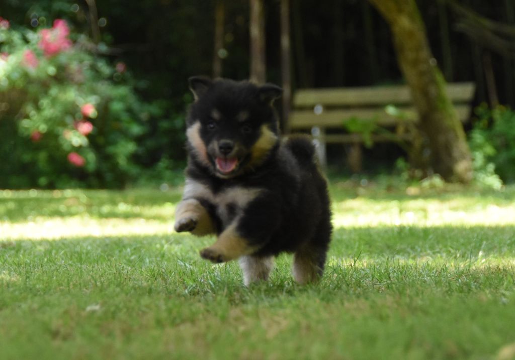 des Collines de Sagne - Chiots disponibles - Chien finnois de Laponie