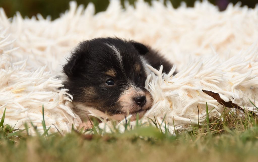 des Collines de Sagne - Chiots disponibles - Shetland Sheepdog