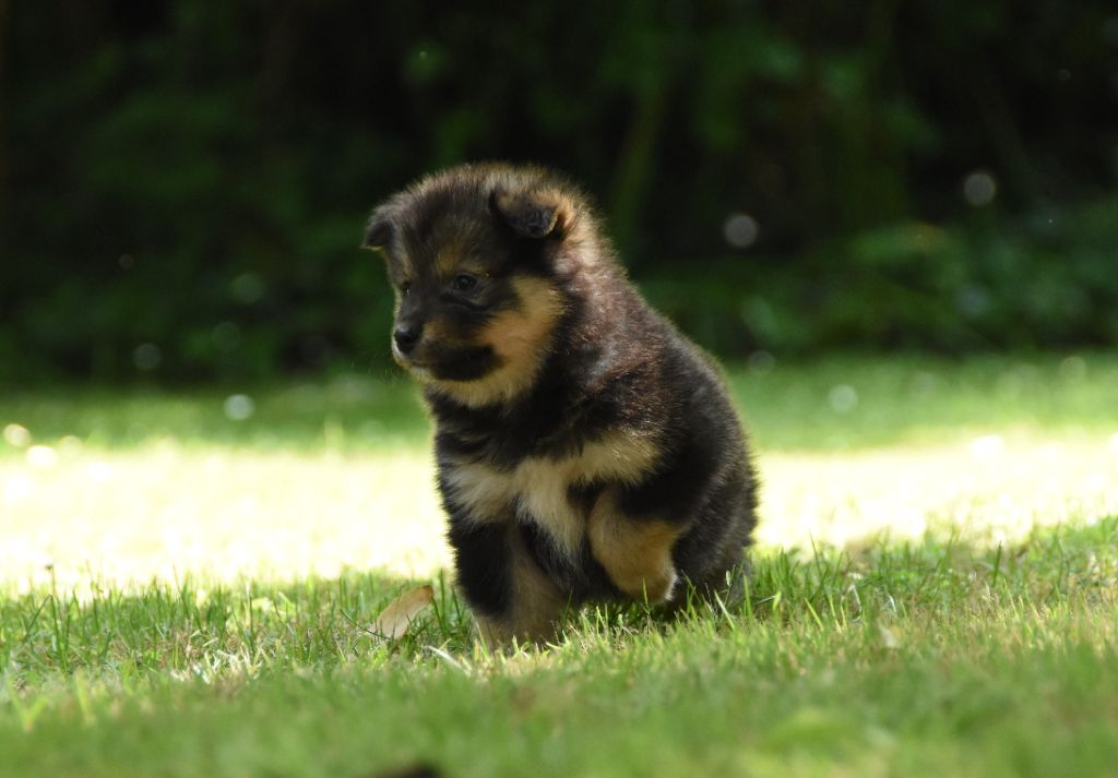 des Collines de Sagne - Chiots disponibles - Chien finnois de Laponie