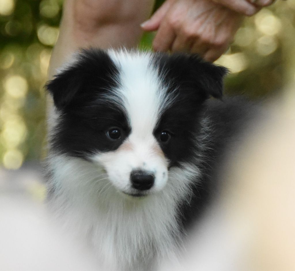 des Collines de Sagne - Chiots disponibles - Border Collie