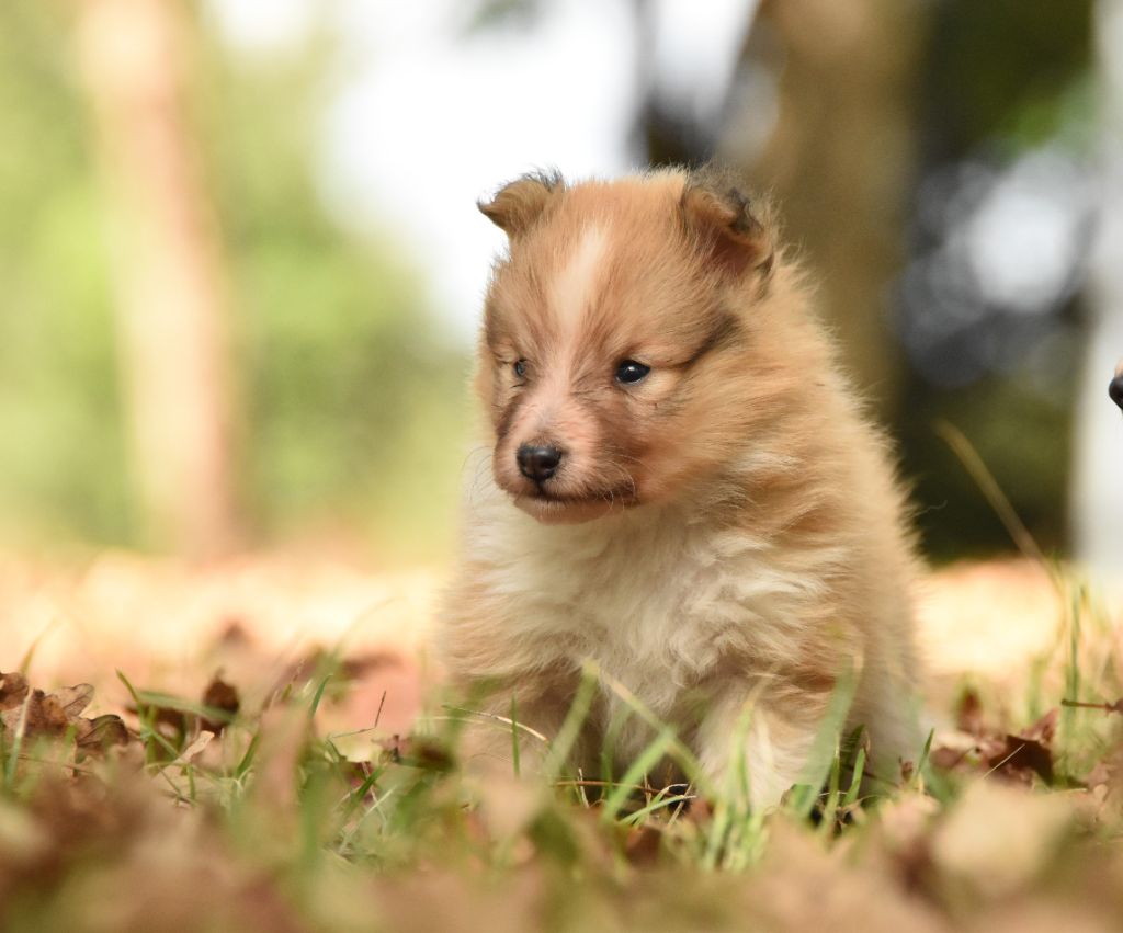 des Collines de Sagne - Chiots disponibles - Shetland Sheepdog