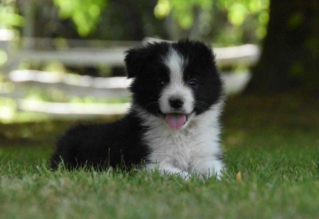 des Collines de Sagne - Chiots disponibles - Border Collie