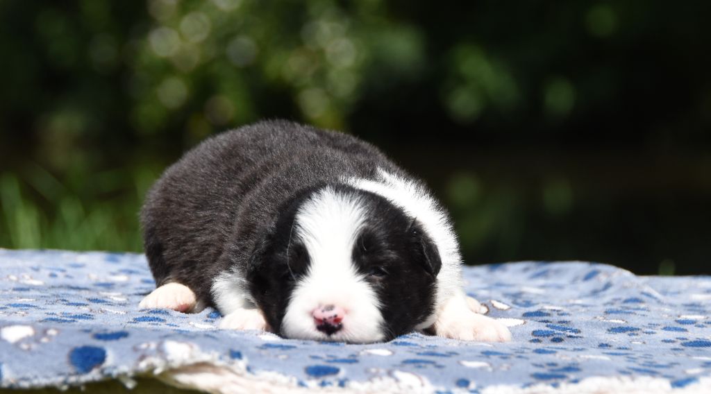des Collines de Sagne - Chiots disponibles - Border Collie