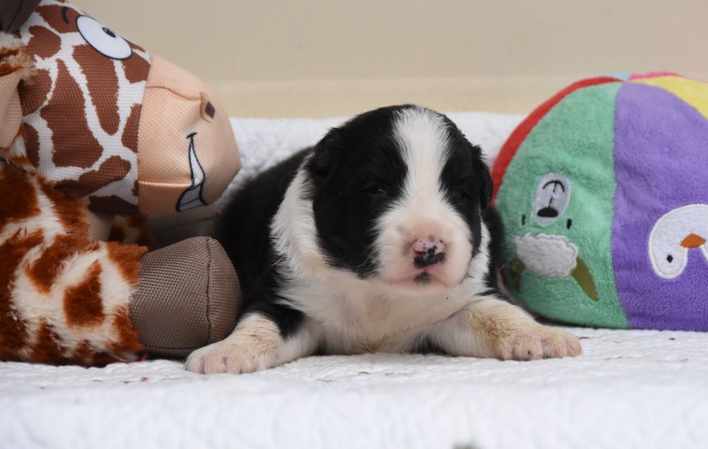 des Collines de Sagne - Chiots disponibles - Border Collie
