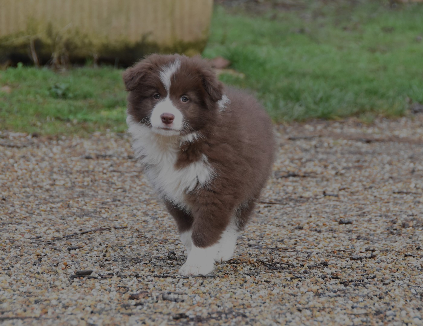 des Collines de Sagne - Chiots disponibles - Border Collie