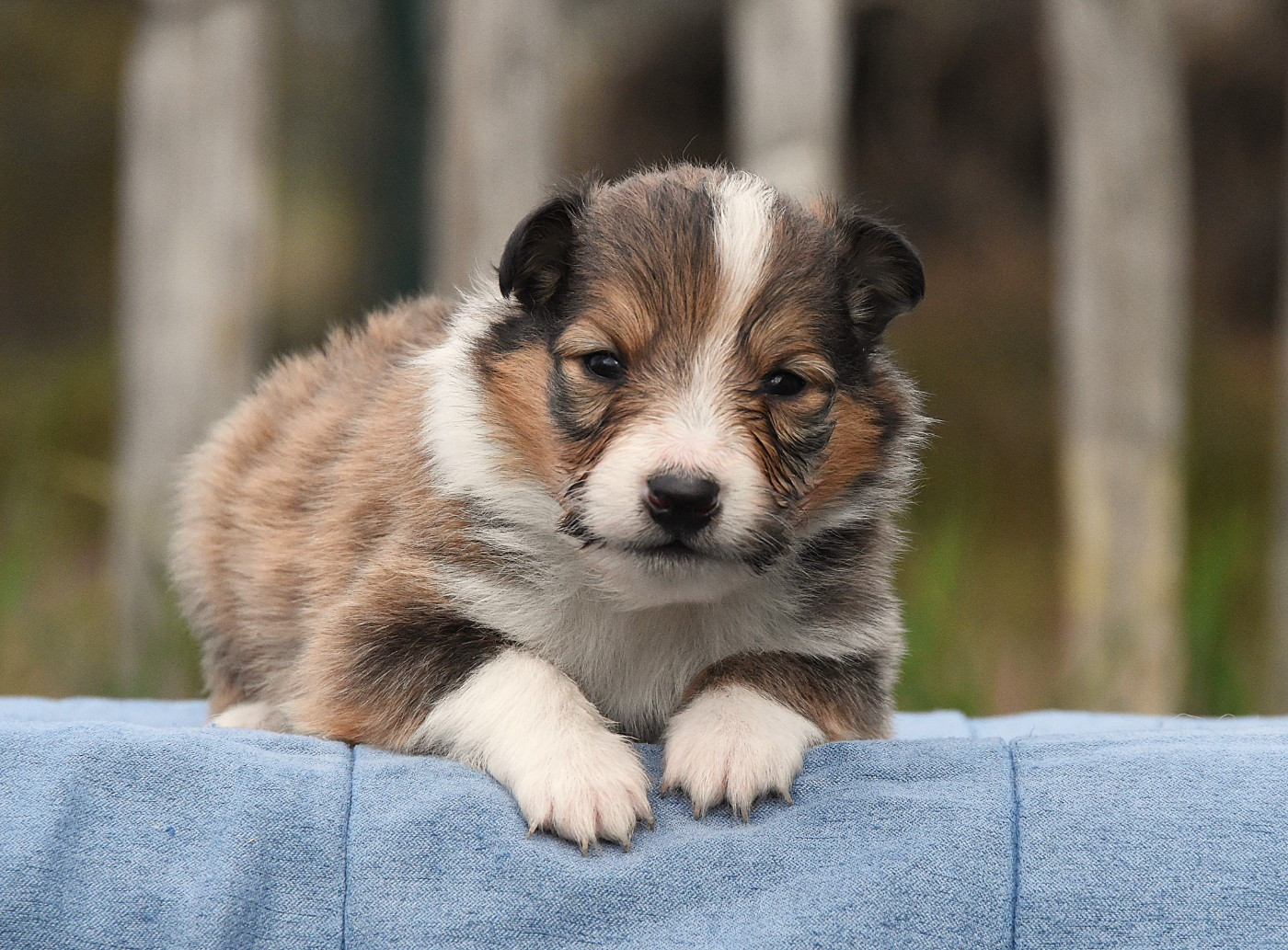 des Collines de Sagne - Chiots disponibles - Shetland Sheepdog