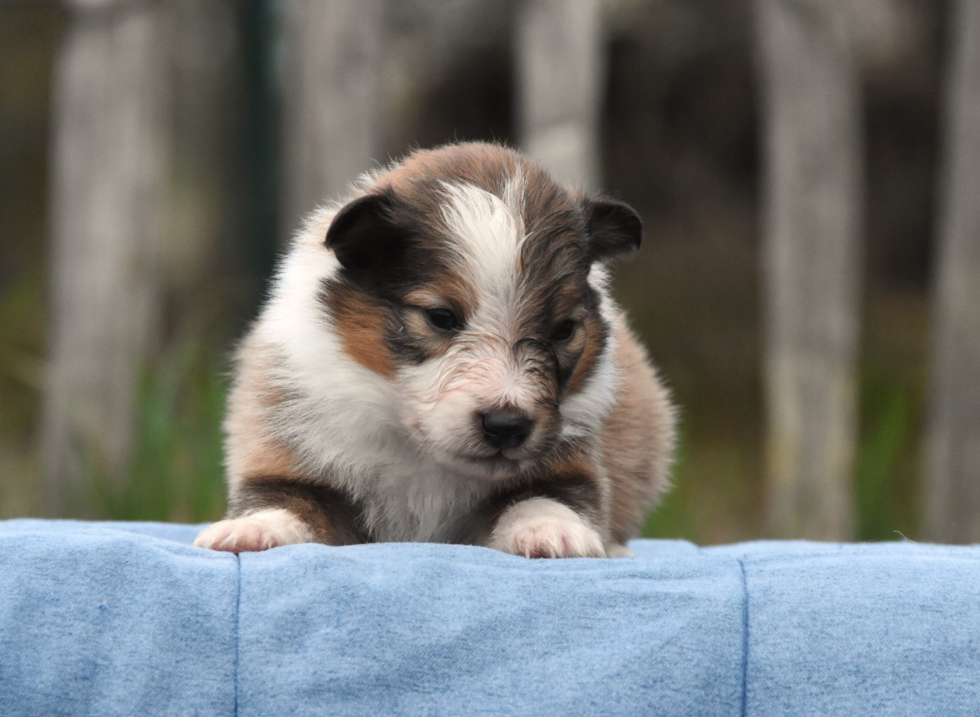des Collines de Sagne - Chiots disponibles - Shetland Sheepdog