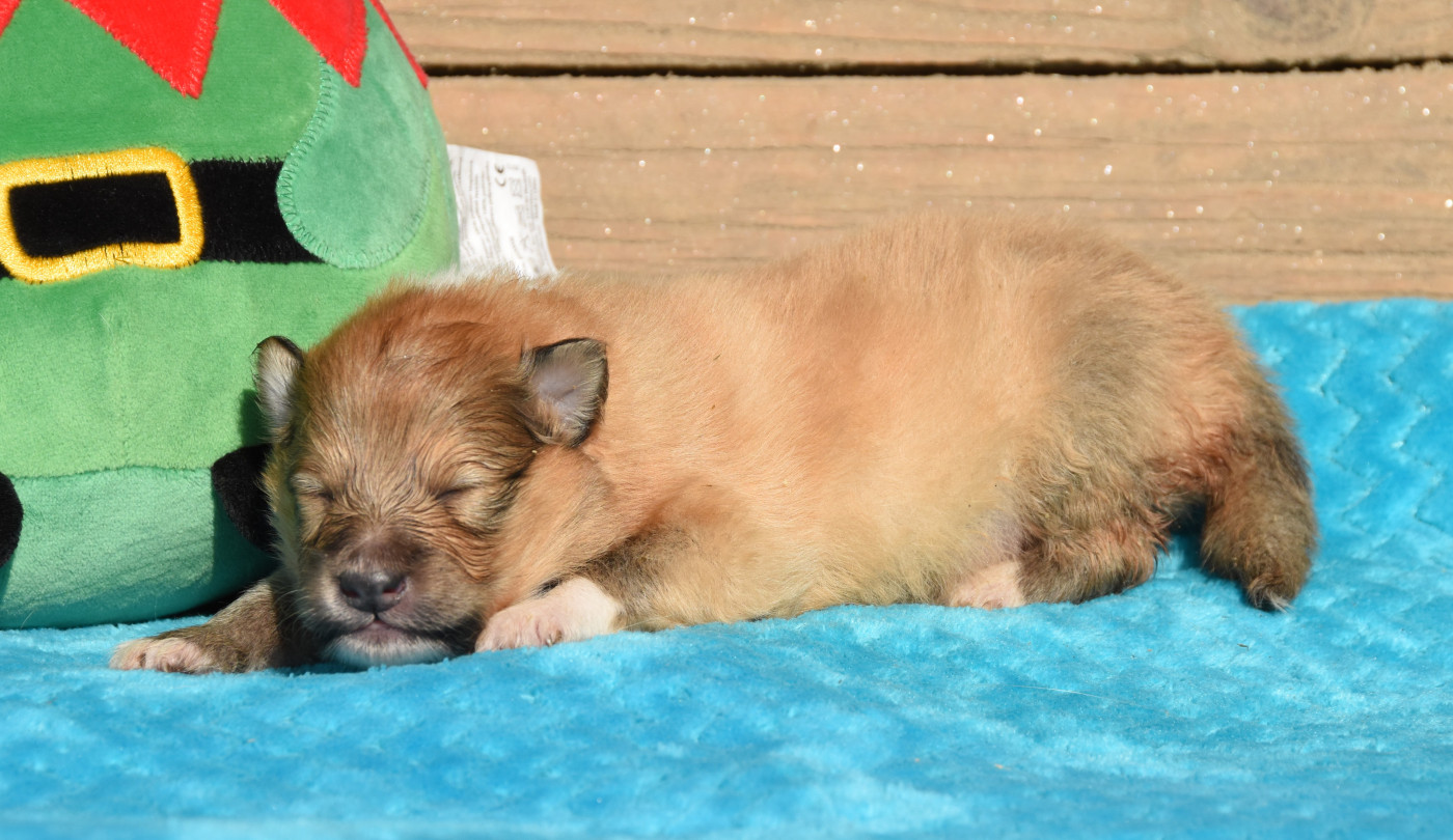 des Collines de Sagne - Chiots disponibles - Shetland Sheepdog