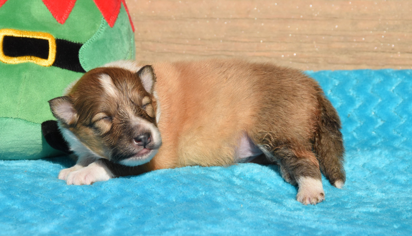 des Collines de Sagne - Chiots disponibles - Shetland Sheepdog