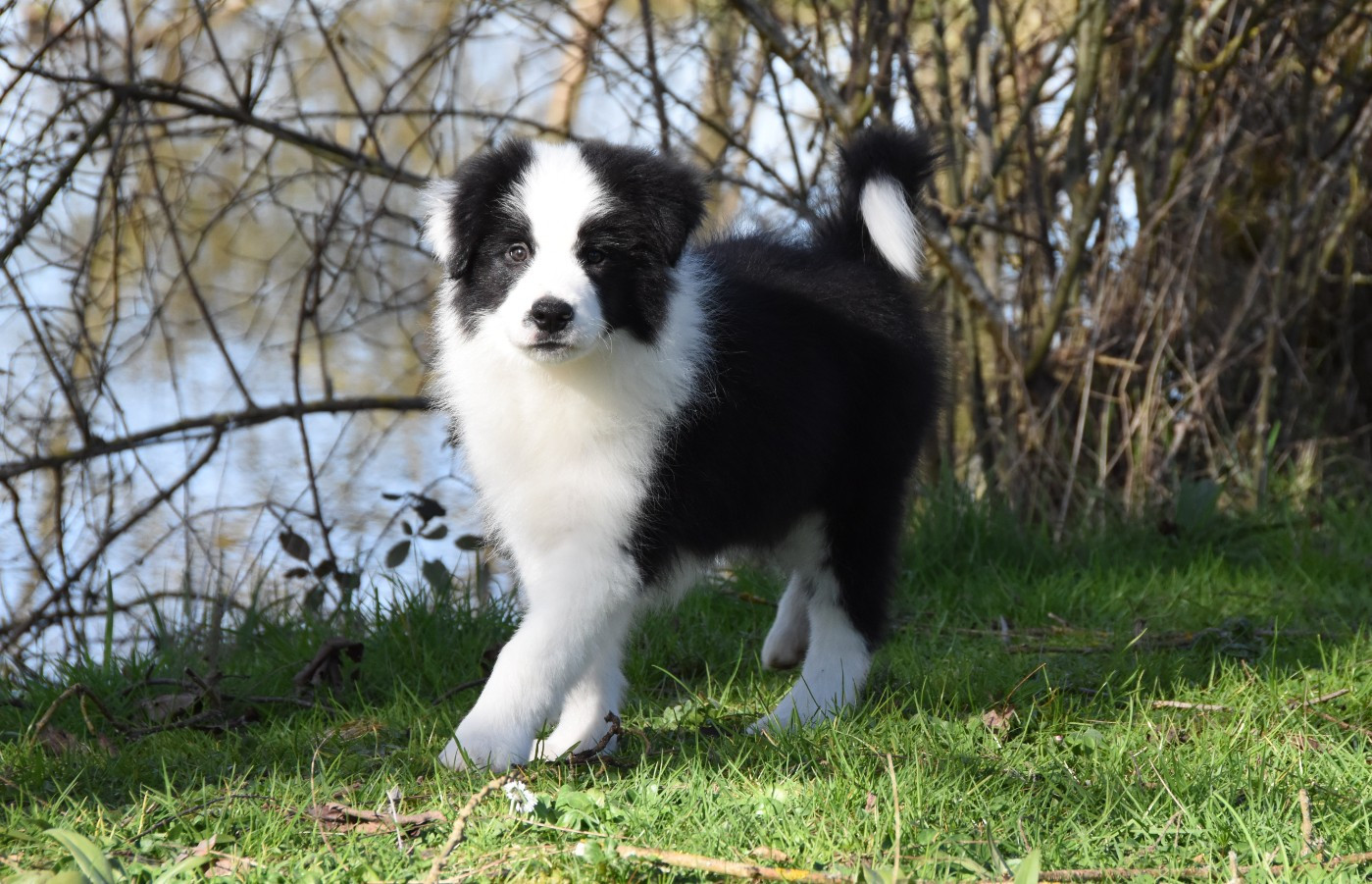 des Collines de Sagne - Chiots disponibles - Border Collie