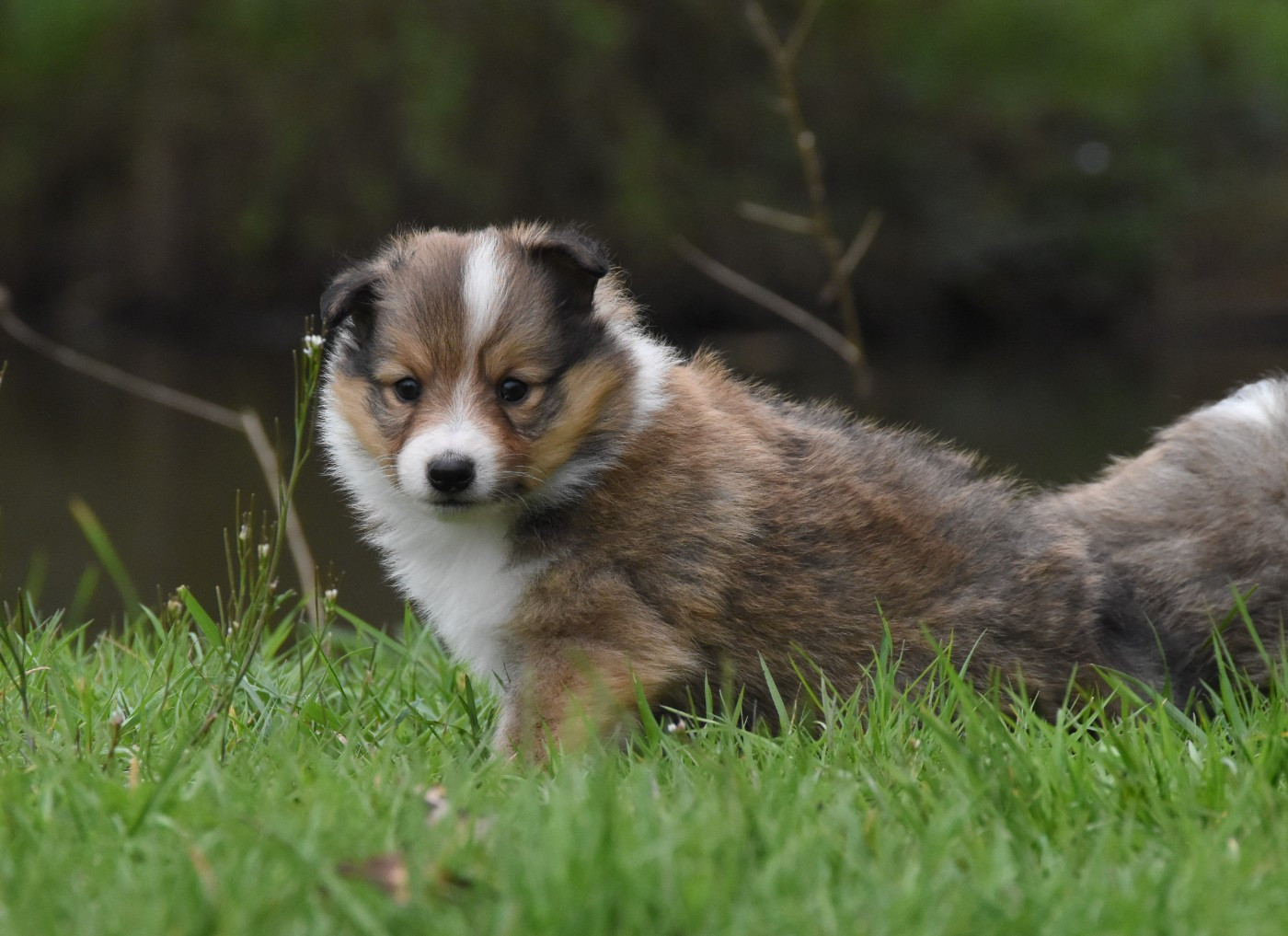 des Collines de Sagne - Chiots disponibles - Shetland Sheepdog
