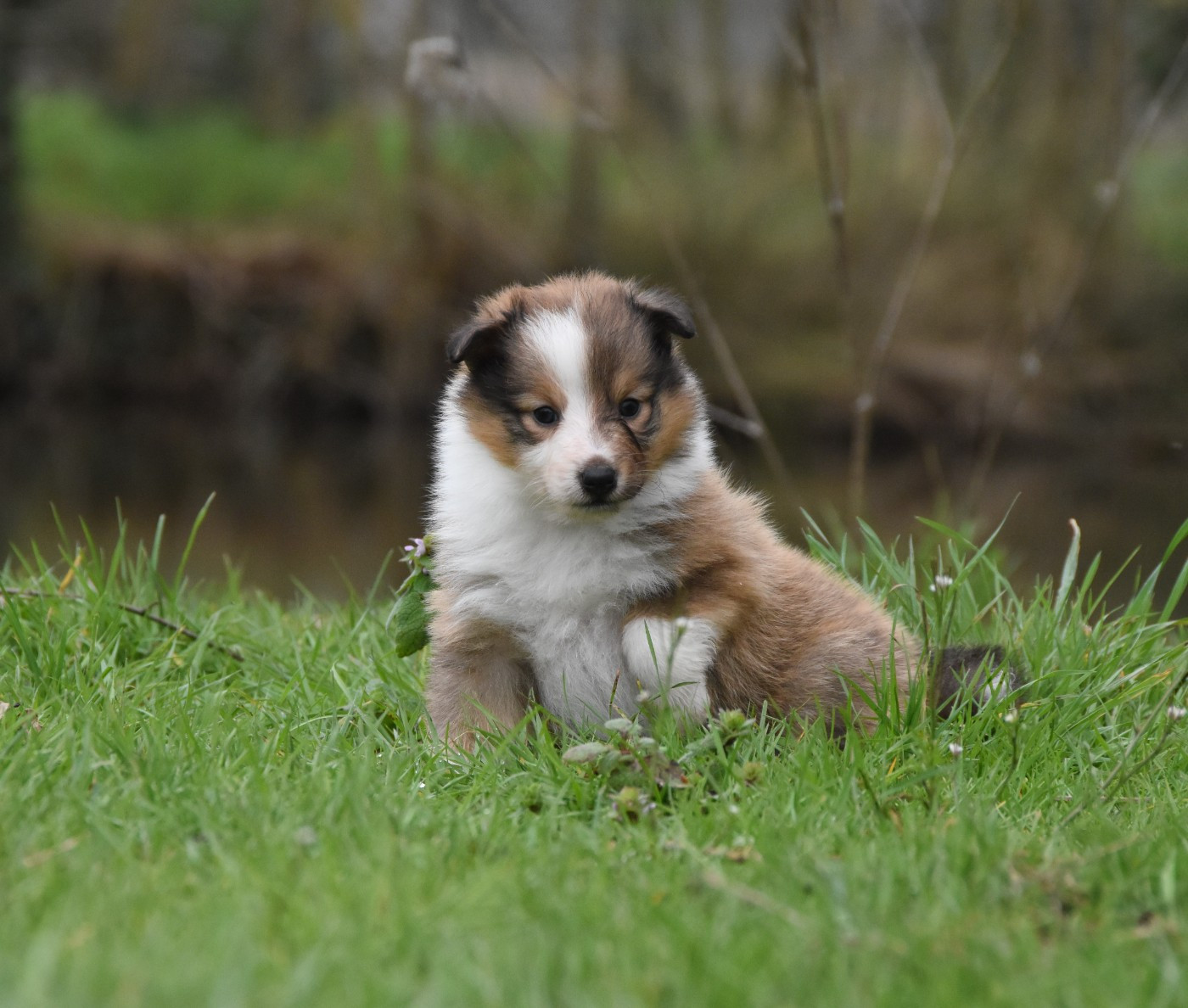 des Collines de Sagne - Chiots disponibles - Shetland Sheepdog