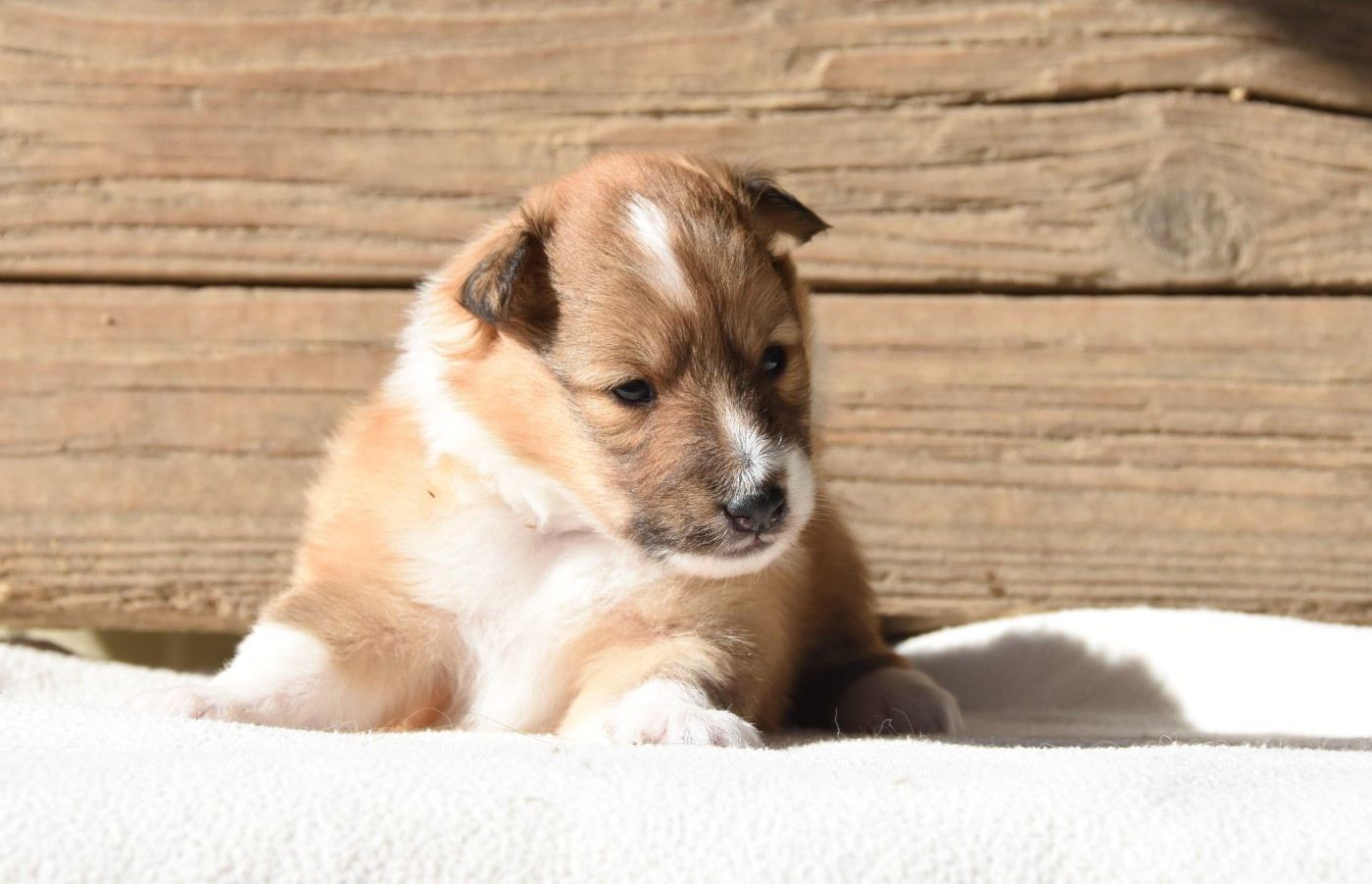 des Collines de Sagne - Chiots disponibles - Shetland Sheepdog