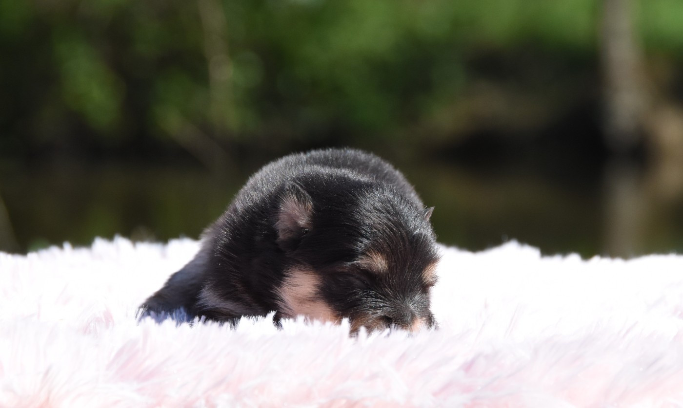 des Collines de Sagne - Chiots disponibles - Chien finnois de Laponie