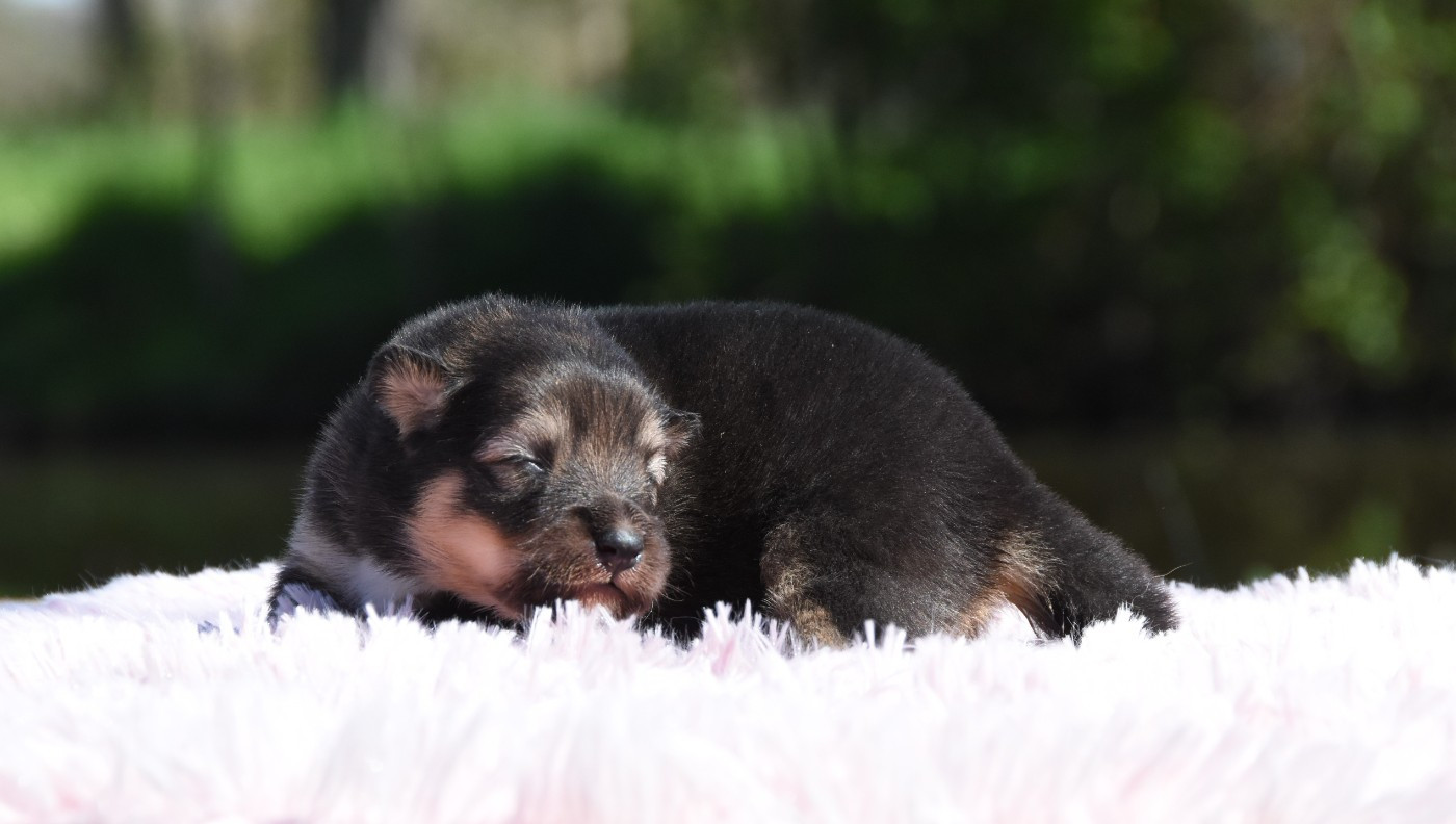 des Collines de Sagne - Chiots disponibles - Chien finnois de Laponie