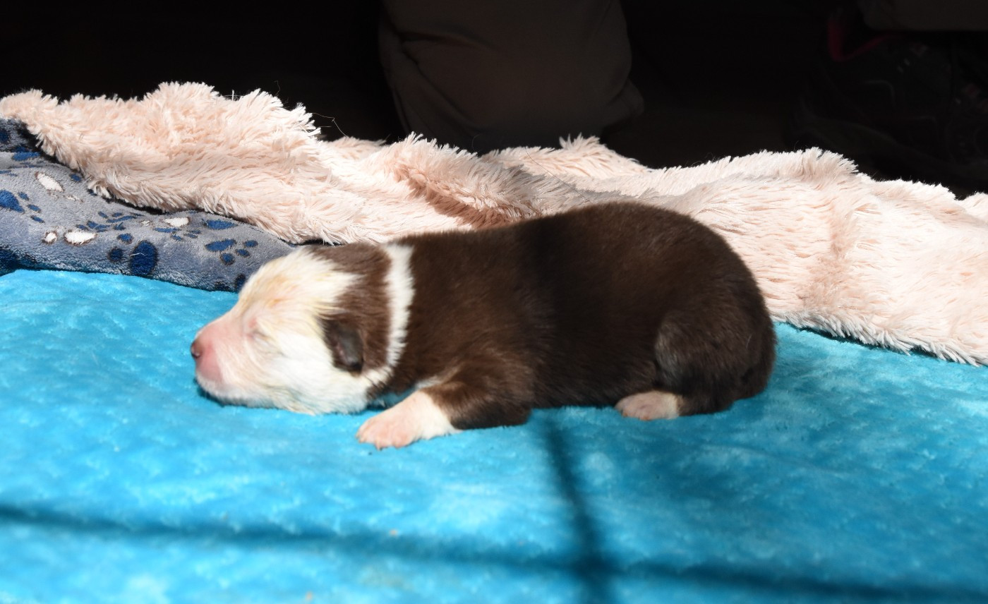 des Collines de Sagne - Chiots disponibles - Chien finnois de Laponie