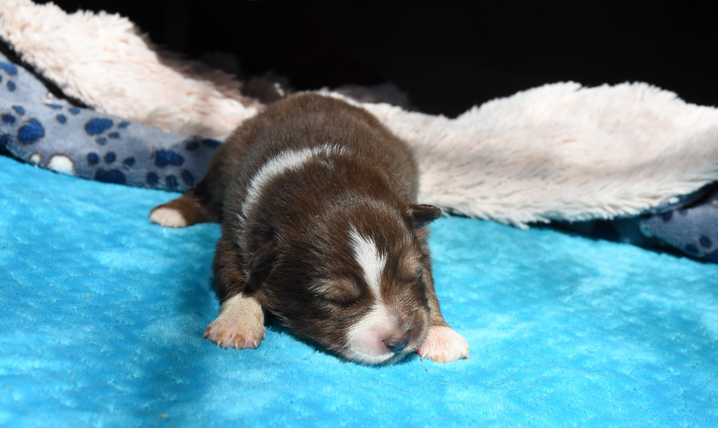 des Collines de Sagne - Chiots disponibles - Chien finnois de Laponie