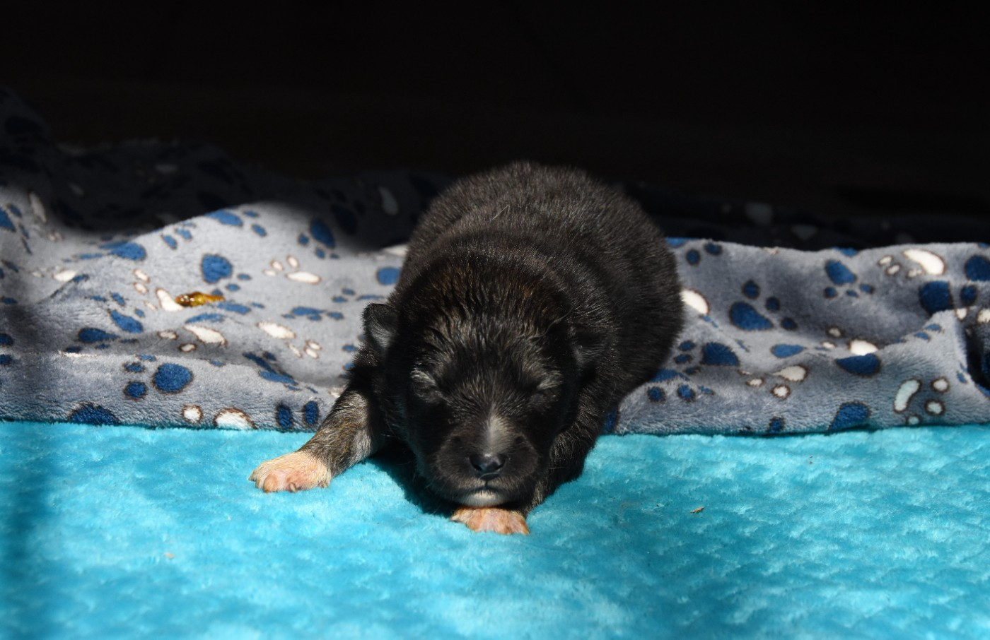 des Collines de Sagne - Chiots disponibles - Chien finnois de Laponie