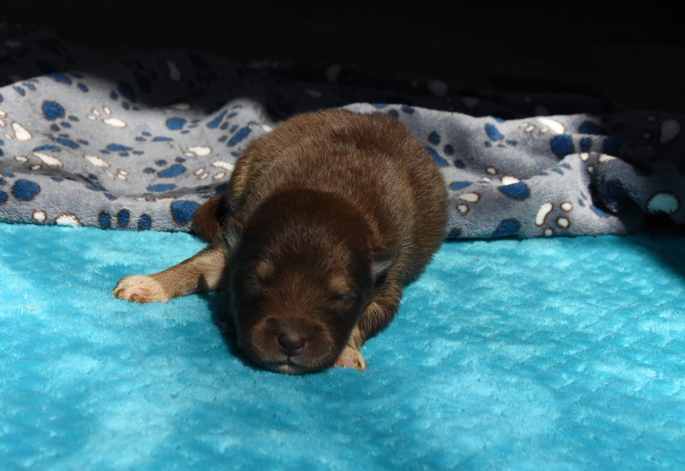 des Collines de Sagne - Chiots disponibles - Chien finnois de Laponie