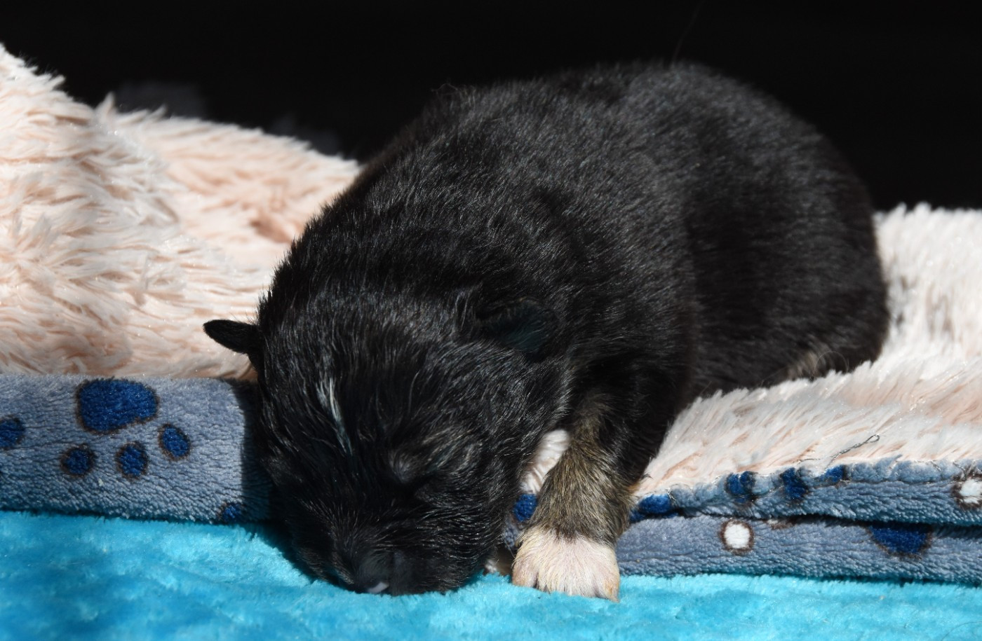 des Collines de Sagne - Chiots disponibles - Chien finnois de Laponie