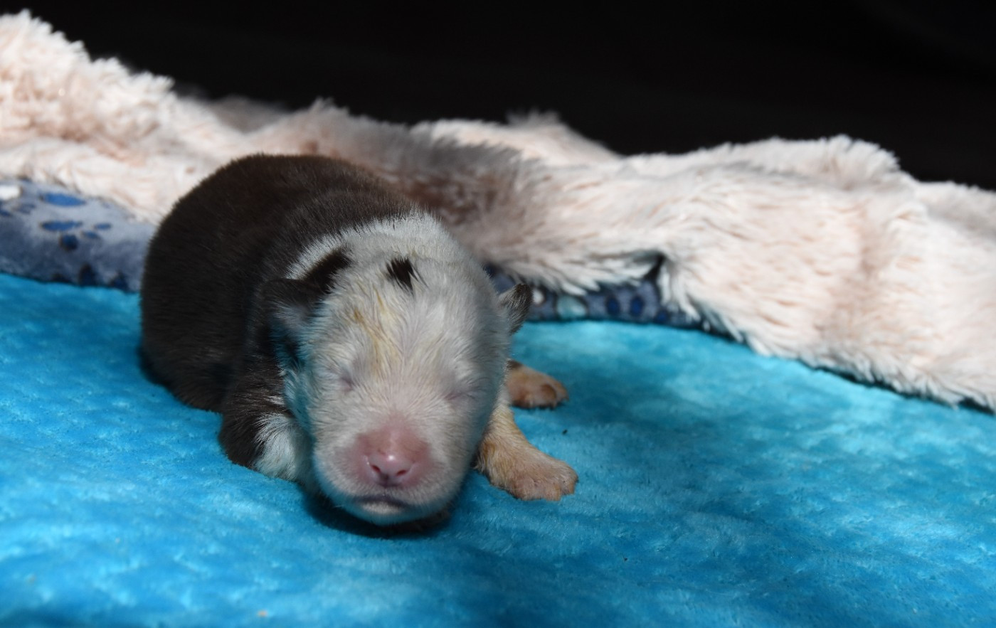 des Collines de Sagne - Chiots disponibles - Chien finnois de Laponie