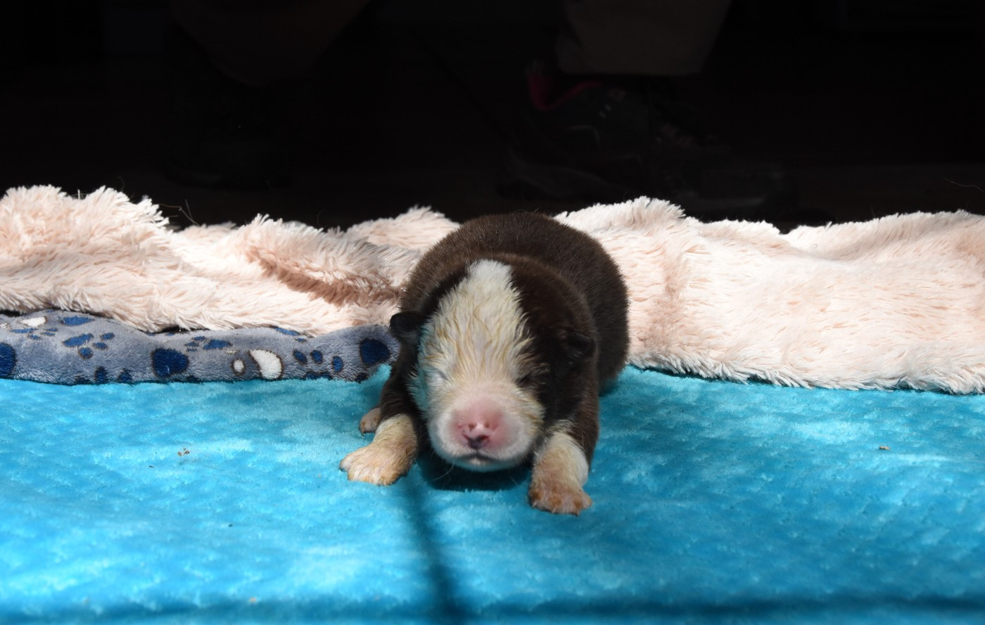 des Collines de Sagne - Chiots disponibles - Chien finnois de Laponie