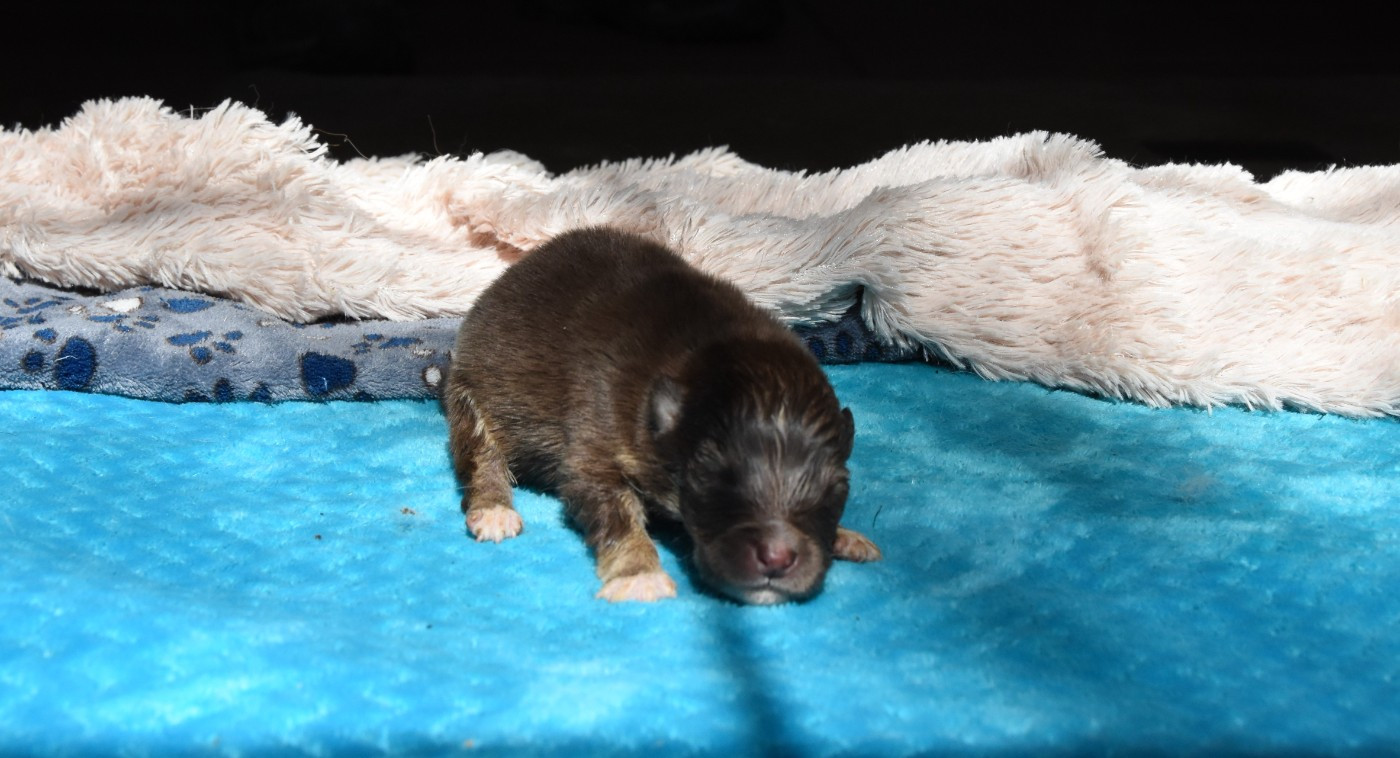 des Collines de Sagne - Chiots disponibles - Chien finnois de Laponie