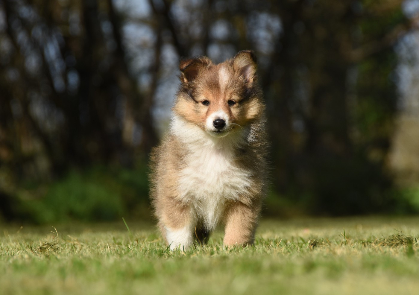 des Collines de Sagne - Chiots disponibles - Shetland Sheepdog