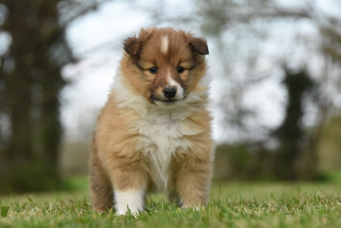 des Collines de Sagne - Chiots disponibles - Shetland Sheepdog