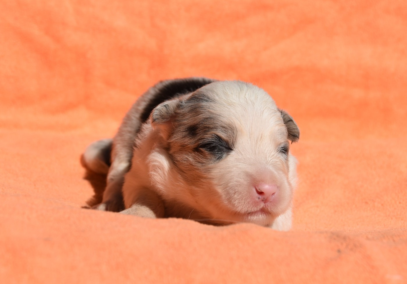 des Collines de Sagne - Chiots disponibles - Border Collie