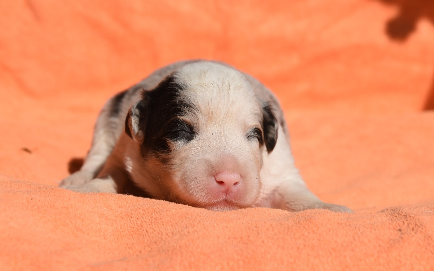 des Collines de Sagne - Chiots disponibles - Border Collie