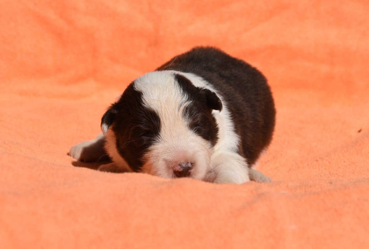 des Collines de Sagne - Chiots disponibles - Border Collie