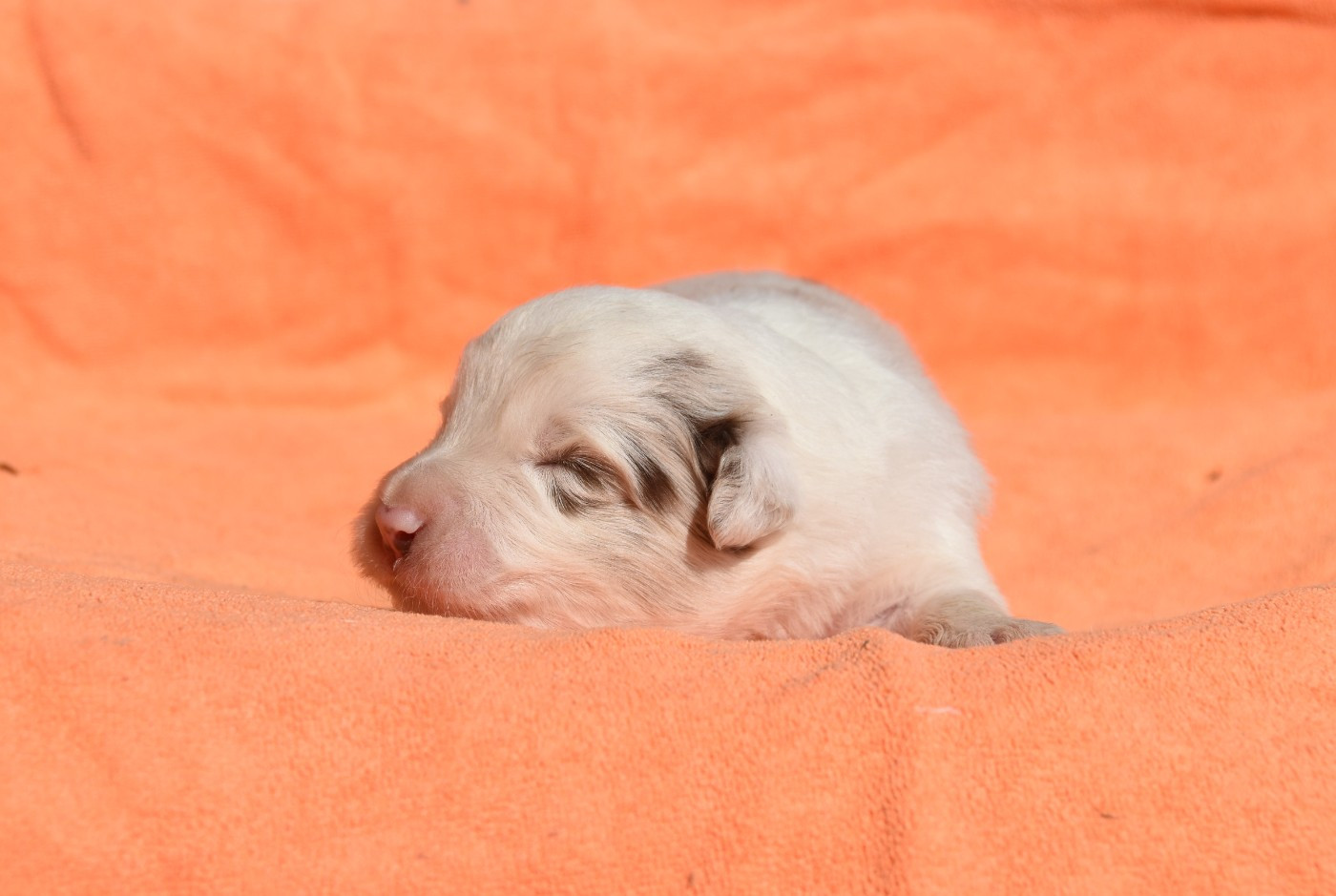 des Collines de Sagne - Chiots disponibles - Border Collie