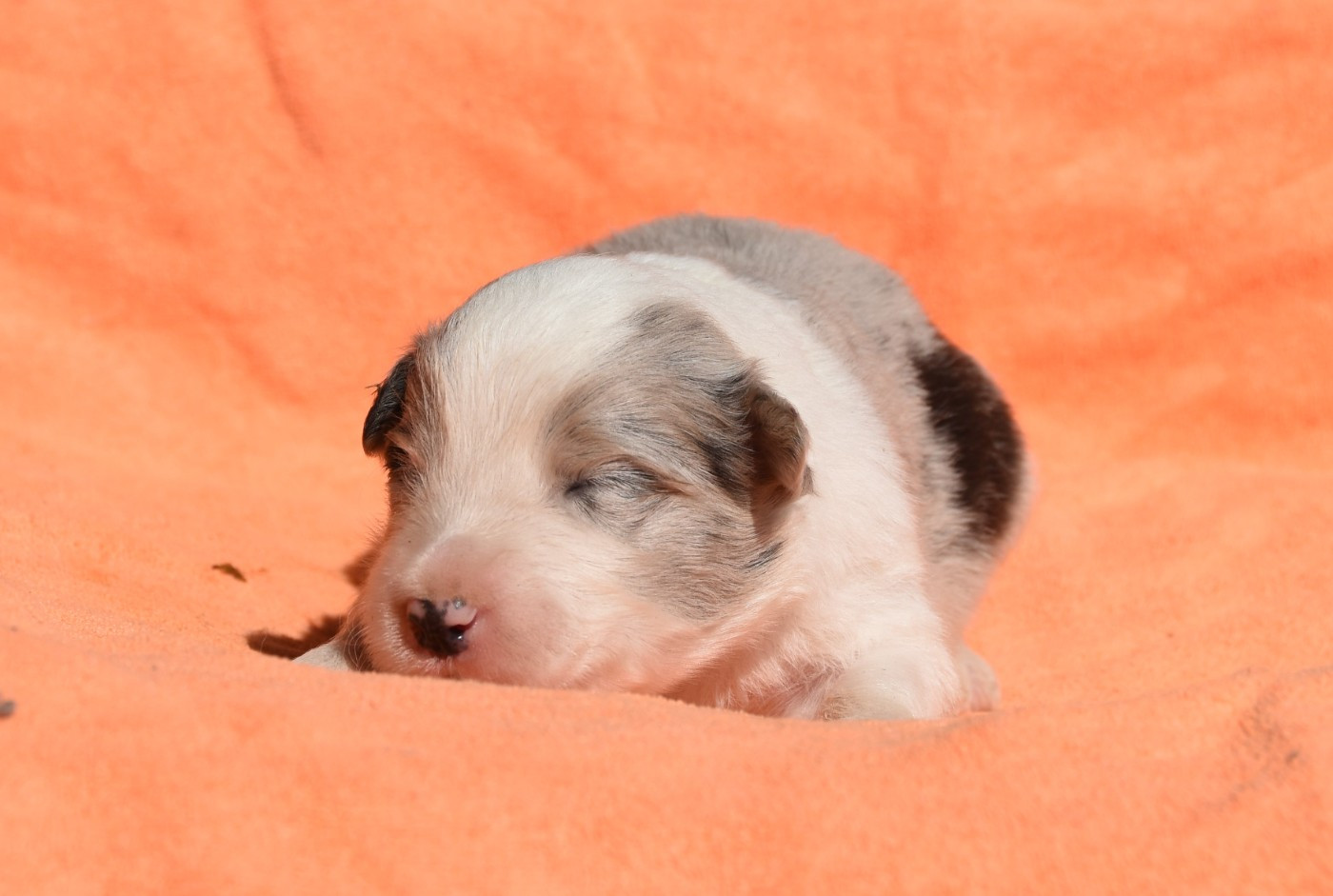 des Collines de Sagne - Chiots disponibles - Border Collie