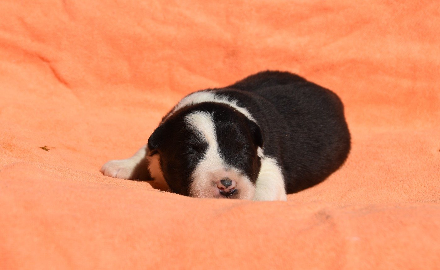 des Collines de Sagne - Chiots disponibles - Border Collie