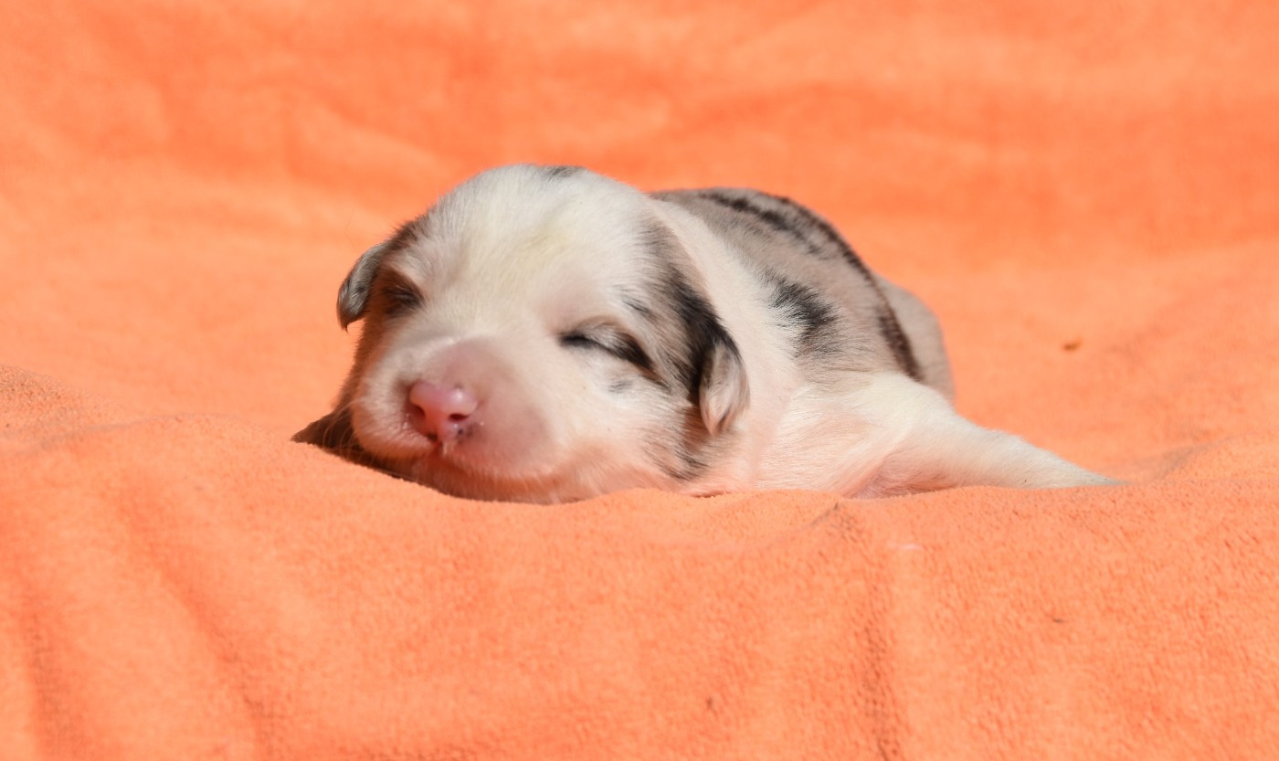 des Collines de Sagne - Chiots disponibles - Border Collie